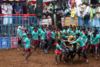TN's first Jallikattu festival held in Pudukottai, 74 injured | TN's first Jallikattu festival held in Pudukottai, 74 injured