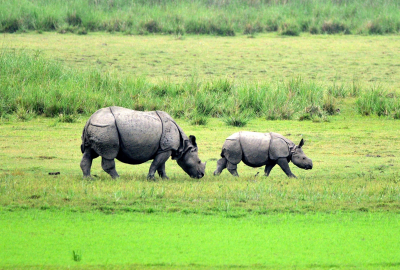 Assam: One injured in rhino attack, another in firing by forest guard | Assam: One injured in rhino attack, another in firing by forest guard Assam: One injured in rhino attack, another in firing by forest guard | Assam: One injured in rhino attack, another in firing by forest guard