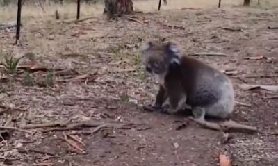 Aus rescue dog help locate koalas in fire-ravaged bushland | Aus rescue dog help locate koalas in fire-ravaged bushland