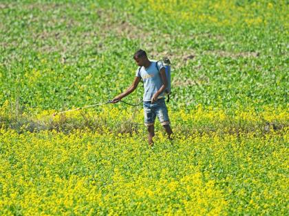 Theni farmers demand regular inspection of pesticide shops after two growers die in TN | Theni farmers demand regular inspection of pesticide shops after two growers die in TN Theni farmers demand regular inspection of pesticide shops after two growers die in TN | Theni farmers demand regular inspection of pesticide shops after two growers die in TN