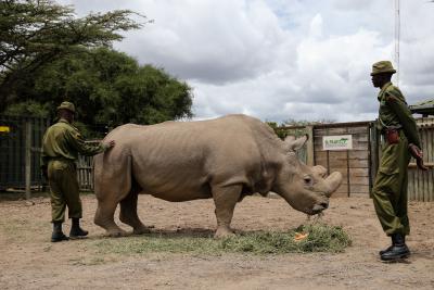 Kenya says efforts to save northern white rhinos from extinction at advanced stage | Kenya says efforts to save northern white rhinos from extinction at advanced stage