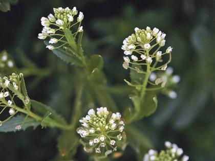 Study suggests stinkweed could make cleaner biojet fuel | Study suggests stinkweed could make cleaner biojet fuel