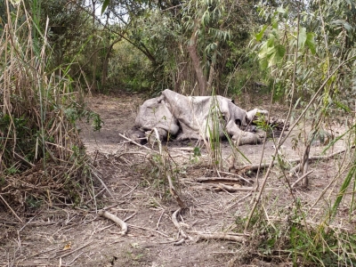 Poachers strike after nine months, kill female rhino in Assam | Poachers strike after nine months, kill female rhino in Assam