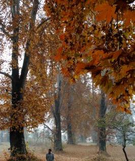 Mega Chinar park to come up soon in Srinagar | Mega Chinar park to come up soon in Srinagar