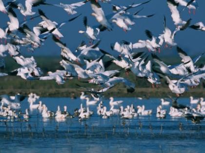 Himachal mulls to ply shikaras at migratory bird paradise of Pong wetlands | Himachal mulls to ply shikaras at migratory bird paradise of Pong wetlands Himachal mulls to ply shikaras at migratory bird paradise of Pong wetlands | Himachal mulls to ply shikaras at migratory bird paradise of Pong wetlands