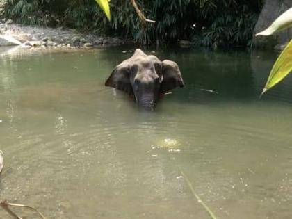 Thrissur estate owner on the run after elephant carcass discovered | Thrissur estate owner on the run after elephant carcass discovered Thrissur estate owner on the run after elephant carcass discovered | Thrissur estate owner on the run after elephant carcass discovered