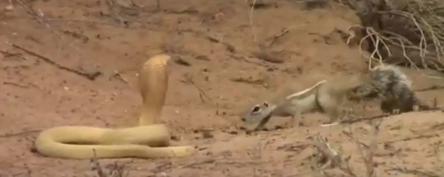 Watch squirrel fight cobra to save babies, wins hearts | Watch squirrel fight cobra to save babies, wins hearts