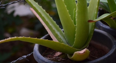 A South Korean beauty secret: Pink Aloe Vera | A South Korean beauty secret: Pink Aloe Vera