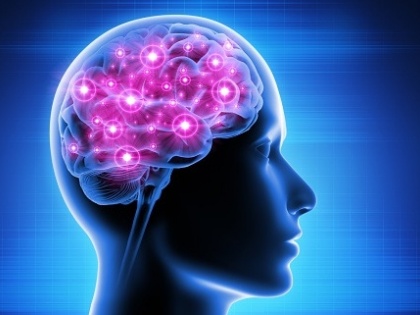 Shape of brain influences thinking: Study | Shape of brain influences thinking: Study