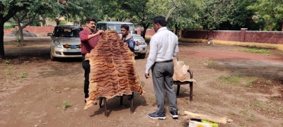Tiger skin, claws seized from astrologer's house in Karnataka | Tiger skin, claws seized from astrologer's house in Karnataka