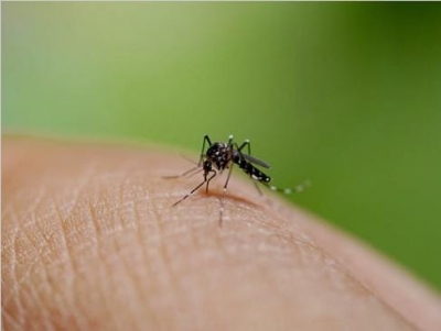 UP on alert over rising dengue cases | UP on alert over rising dengue cases