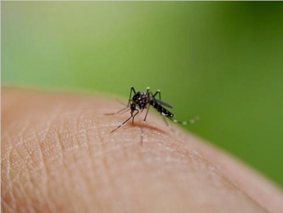Lucknow reports season's first dengue death | Lucknow reports season's first dengue death Lucknow reports season's first dengue death | Lucknow reports season's first dengue death
