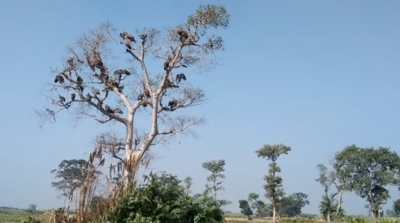 Forest officials plan refuge for vultures at Valmiki Nagar Tiger Reserve | Forest officials plan refuge for vultures at Valmiki Nagar Tiger Reserve