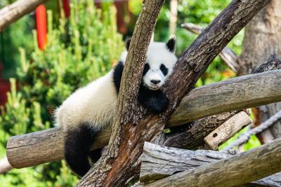 Wild giant pandas in China no longer 'endangered' | Wild giant pandas in China no longer 'endangered'