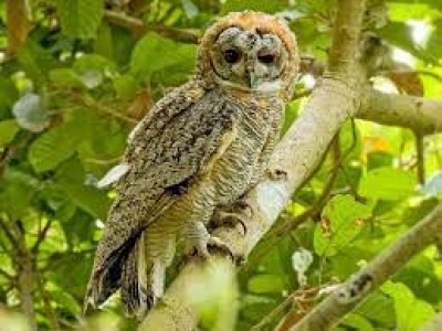 Doctor sights rare owl species in Prayagraj | Doctor sights rare owl species in Prayagraj