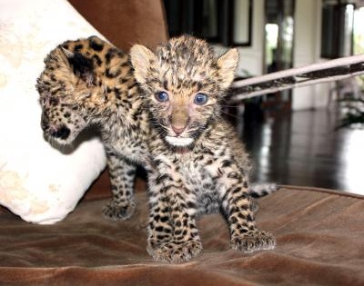 Two leopard cubs rescued from farmland in Karnataka | Two leopard cubs rescued from farmland in Karnataka