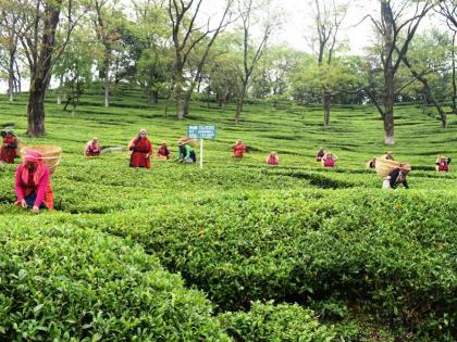 EU grants protected GI for Himachal's famed Kangra tea | EU grants protected GI for Himachal's famed Kangra tea