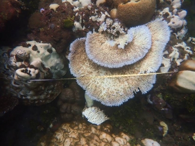 Coral reefs in Solomon Islands hit by bleaching | Coral reefs in Solomon Islands hit by bleaching
