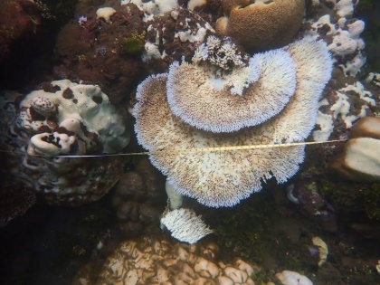 Climate change could cause disease to 76.8% of corals by 2100 | Climate change could cause disease to 76.8% of corals by 2100