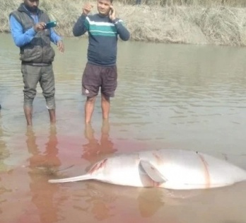 Dolphin beaten to death in UP canal | Dolphin beaten to death in UP canal