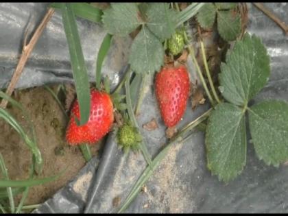 COVID-19 lockdown spells trouble for strawberry growers in UP's Sambhal district | COVID-19 lockdown spells trouble for strawberry growers in UP's Sambhal district