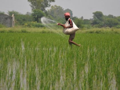Kuruvai farmers in TN's delta districts worried over urea shortages | Kuruvai farmers in TN's delta districts worried over urea shortages Kuruvai farmers in TN's delta districts worried over urea shortages | Kuruvai farmers in TN's delta districts worried over urea shortages