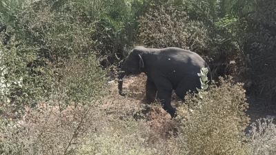 'Operation Black' to capture rogue elephant 'Karuppan' to resume soon | 'Operation Black' to capture rogue elephant 'Karuppan' to resume soon