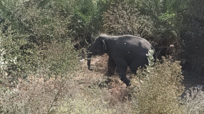 'Operation Black' to capture rogue elephant 'Karuppan' to resume soon | 'Operation Black' to capture rogue elephant 'Karuppan' to resume soon 'Operation Black' to capture rogue elephant 'Karuppan' to resume soon | 'Operation Black' to capture rogue elephant 'Karuppan' to resume soon