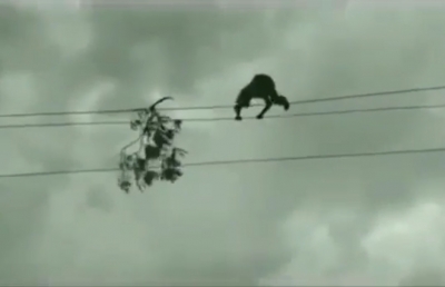 Telangana youth walks on high-tension wire to remove tree branch | Telangana youth walks on high-tension wire to remove tree branch