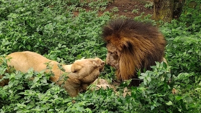 Bengaluru Zoo to gift lions to safari | Bengaluru Zoo to gift lions to safari Bengaluru Zoo to gift lions to safari | Bengaluru Zoo to gift lions to safari