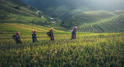 Climate change will drastically cut Indonesia's rice, coffee production: Study | Climate change will drastically cut Indonesia's rice, coffee production: Study