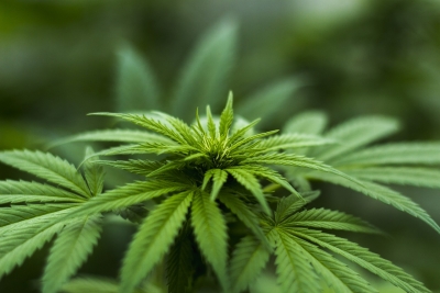Cannabis use rises among the elderly, finds study | Cannabis use rises among the elderly, finds study