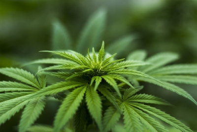Russian nabbed for growing cannabis on terrace | Russian nabbed for growing cannabis on terrace