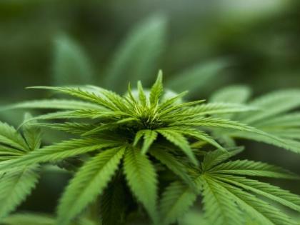 Cannabis use disorder may raise heart problem risk by 60%: Study | Cannabis use disorder may raise heart problem risk by 60%: Study Cannabis use disorder may raise heart problem risk by 60%: Study | Cannabis use disorder may raise heart problem risk by 60%: Study