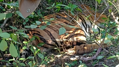 Tigress tranquilised, brought to Kanpur Zoo | Tigress tranquilised, brought to Kanpur Zoo