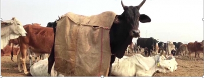 Coats for UP cows this winter | Coats for UP cows this winter