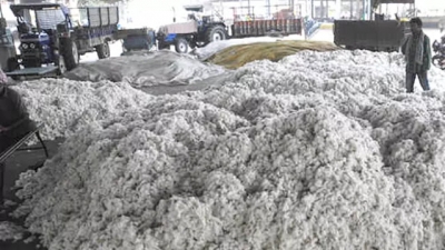 Maha farmers to make bonfire of 1000-quintal cotton as output, prices drop | Maha farmers to make bonfire of 1000-quintal cotton as output, prices drop