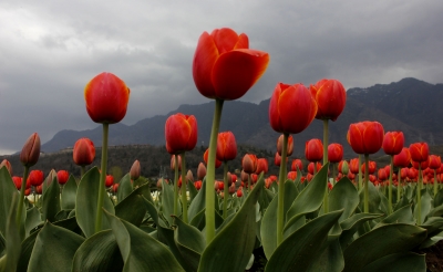 Partly cloudy weather, light rain likely in J&K: MeT deptt | Partly cloudy weather, light rain likely in J&K: MeT deptt