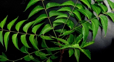 Why young Indians need to re-discover Neem | Why young Indians need to re-discover Neem
