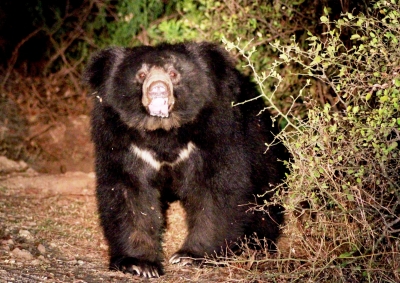 Eight-Year-old Assam boy mauled to death by sloth bear in TN's Valparai | Eight-Year-old Assam boy mauled to death by sloth bear in TN's Valparai Eight-Year-old Assam boy mauled to death by sloth bear in TN's Valparai | Eight-Year-old Assam boy mauled to death by sloth bear in TN's Valparai
