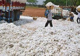 Sukhbir Badal seeks PM’s intervention in cotton procurement | Sukhbir Badal seeks PM’s intervention in cotton procurement Sukhbir Badal seeks PM’s intervention in cotton procurement | Sukhbir Badal seeks PM’s intervention in cotton procurement