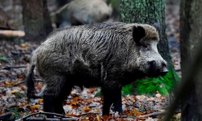 Wild boars die in large numbers in TN, swine flu suspected | Wild boars die in large numbers in TN, swine flu suspected Wild boars die in large numbers in TN, swine flu suspected | Wild boars die in large numbers in TN, swine flu suspected