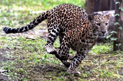 Leopard rescued from chicken coop, released into forest | Leopard rescued from chicken coop, released into forest
