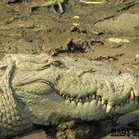 6-ft crocodile remains inside UP house for 3 hrs before rescued | 6-ft crocodile remains inside UP house for 3 hrs before rescued 6-ft crocodile remains inside UP house for 3 hrs before rescued | 6-ft crocodile remains inside UP house for 3 hrs before rescued