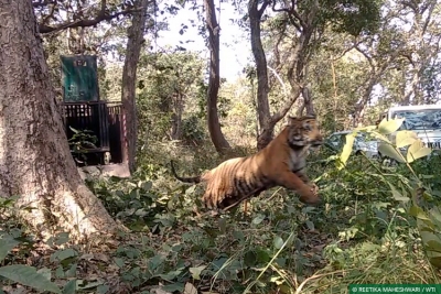 Tiger mauls farmer to death near Dudhwa Reserve | Tiger mauls farmer to death near Dudhwa Reserve