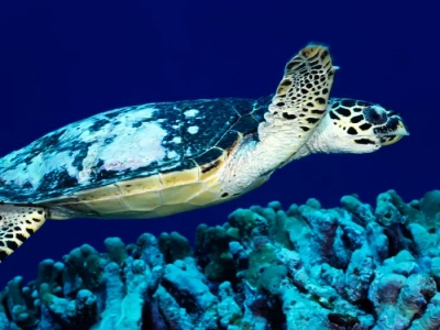 Turtle travels 37,000 kms to locate its home, netizens amazed | Turtle travels 37,000 kms to locate its home, netizens amazed Turtle travels 37,000 kms to locate its home, netizens amazed | Turtle travels 37,000 kms to locate its home, netizens amazed