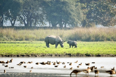Rhino calf killed by tigress in UP's Dudhwa National Park | Rhino calf killed by tigress in UP's Dudhwa National Park