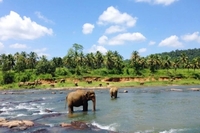 Over 50,000 int'l tourists visit Sri Lanka in Dec | Over 50,000 int'l tourists visit Sri Lanka in Dec