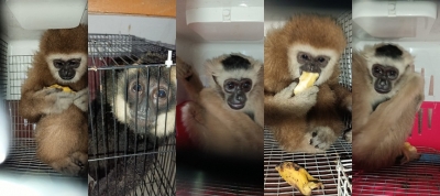 5 monkeys, wallaby rescued in Assam; one arrested | 5 monkeys, wallaby rescued in Assam; one arrested