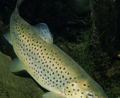 Himachal to import eight lakh trout from Denmark | Himachal to import eight lakh trout from Denmark